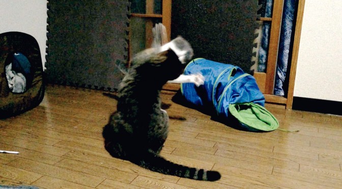 Cat Fighting-2.jpg