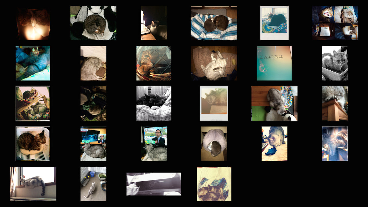cats photos_201404.jpg