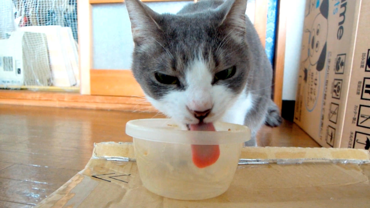 Slurping Cat-1.jpg